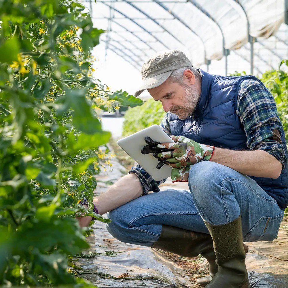 About Us farmer assessing quality.jpg