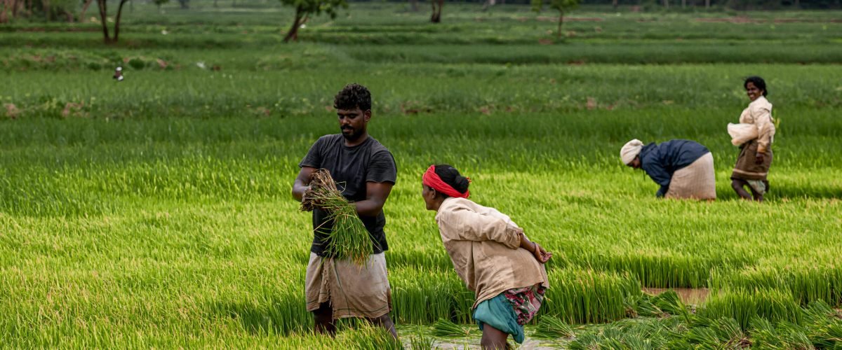 pexels renjith tomy pkm 138432405 33339086 (1)